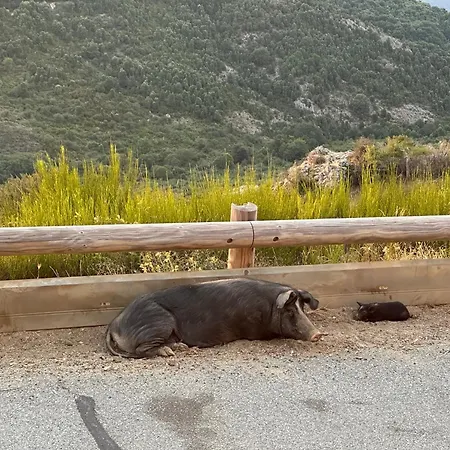 Ferme Du Col De La Vaccia 게스트하우스 Olivese