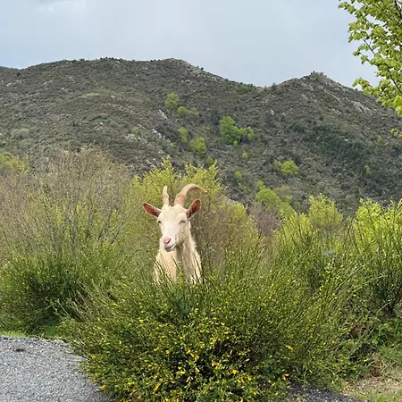 게스트하우스 Ferme Du Col De La Vaccia Olivese
