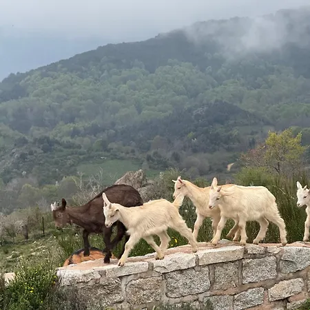 Ferme Du Col De La Vaccia *