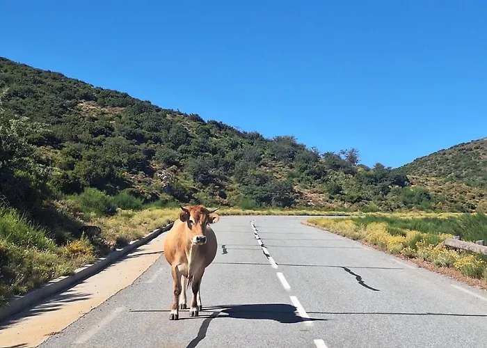 Pensjonat Ferme Du Col De La Vaccia *