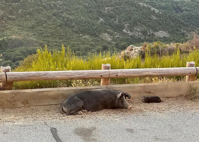 Ferme Du Col De La Vaccia Pensjonat Olivese