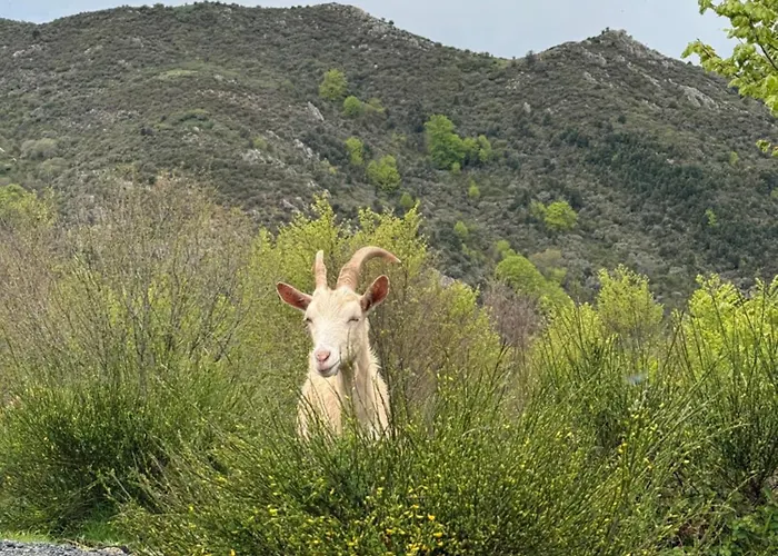 Affittacamere Ferme Du Col De La Vaccia Olivese