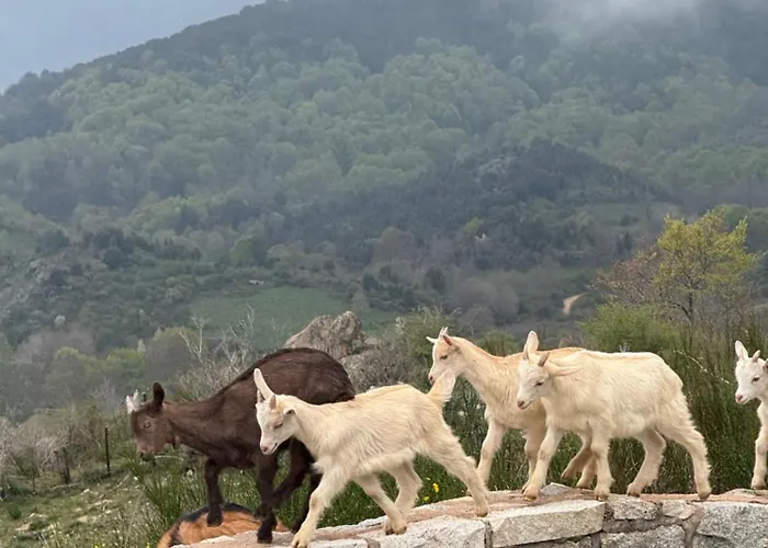 Ferme Du Col De La Vaccia *